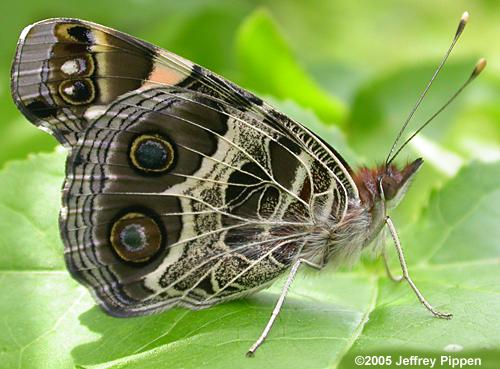 American Lady (Vanessa virginiensis)