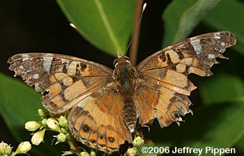 American Lady (Vanessa virginiensis)
