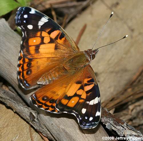 American Lady (Vanessa virginiensis)