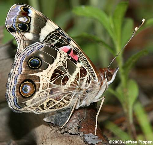 American Lady (Vanessa virginiensis)