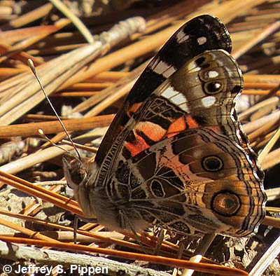American Lady (Vanessa virginiensis)