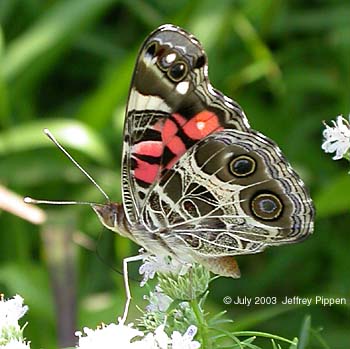 American Lady (Vanessa virginiensis)