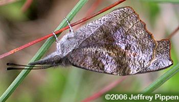 American Snout (Libytheana carinenta)