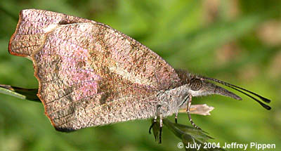 American Snout (Libytheana carinenta)