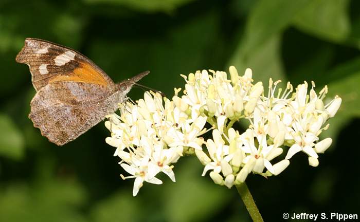 American Snout (Libytheana carinenta)