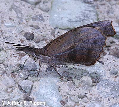 American Snout (Libytheana carinenta)