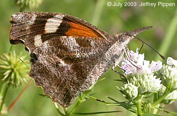 American Snout (Libytheana carinenta)