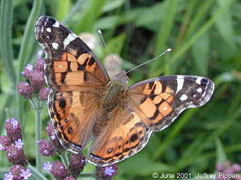 American Lady (Vanessa virginiensis)
