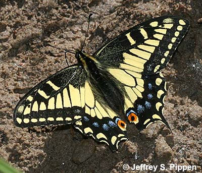 Anise Swallowtail (Papilio zelicaon)