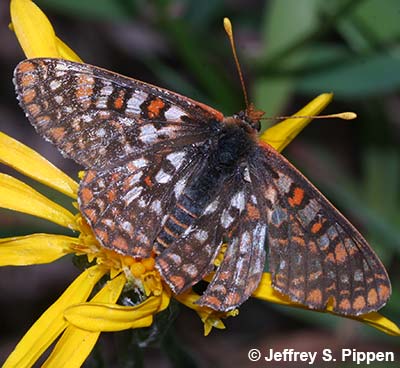 Anicia Checkerspot (Euphydryas anicia)