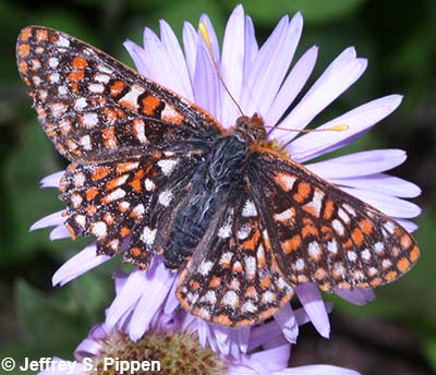 Anicia Checkerspot (Euphydryas anicia)
