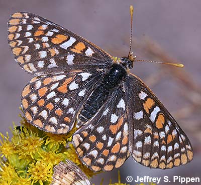 Anicia Checkerspot (Euphydryas anicia)