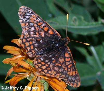 Anicia Checkerspot (Euphydryas anicia)