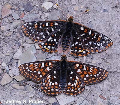Anicia Checkerspot (Euphydryas anicia)