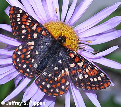 Anicia Checkerspot (Euphydryas anicia)