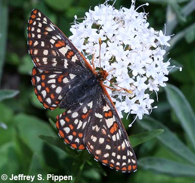 Anicia Checkerspot (Euphydryas anicia)