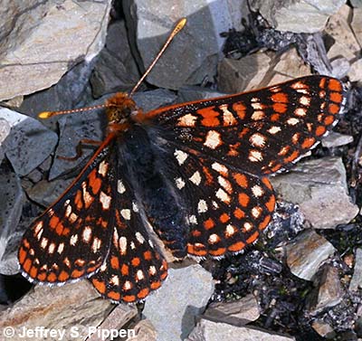 Anicia Checkerspot (Euphydryas anicia)