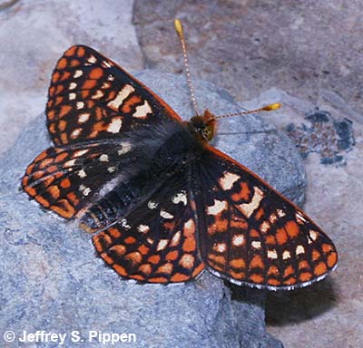 Anicia Checkerspot (Euphydryas anicia)