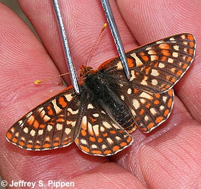 Anicia Checkerspot (Euphydryas anicia)