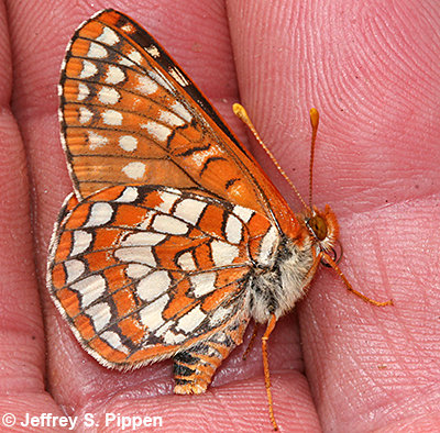 Anicia Checkerspot (Euphydryas anicia)