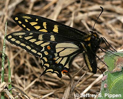 Old World Swallowtail (Papilio machaon)