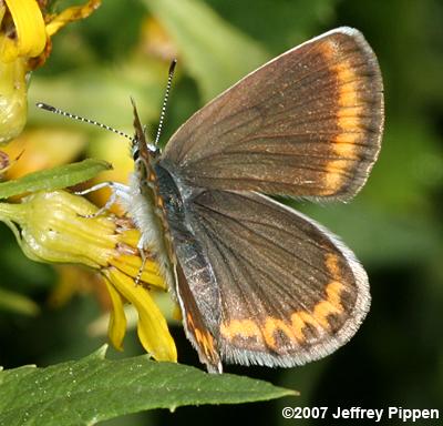 Melissa Blue (Plebejus melissa)
