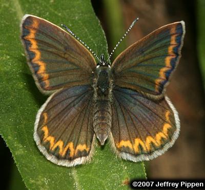 Anna's Blue (Plebejus anna)