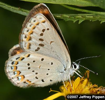 Melissa Blue (Plebejus melissa)