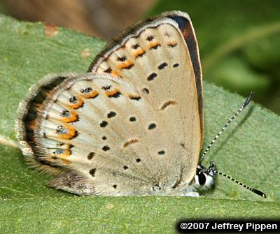 Anna's Blue (Plebejus anna)