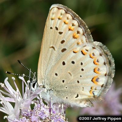 Anna's Blue (Plebejus anna)