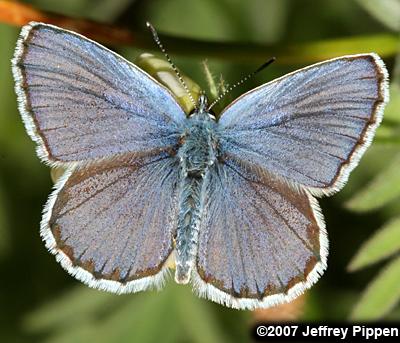 Anna's Blue (Plebejus anna)