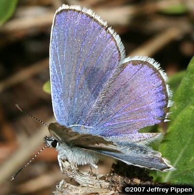 Anna's Blue (Plebejus anna)