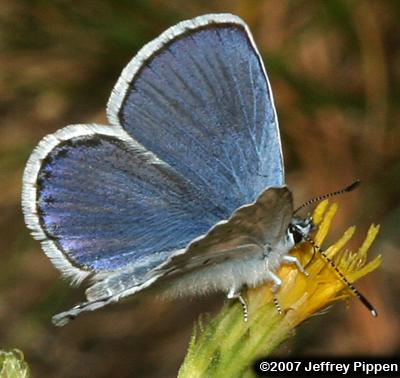 Anna's Blue (Plebejus anna)
