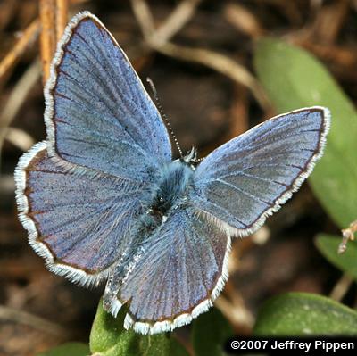 Anna's Blue (Plebejus anna)