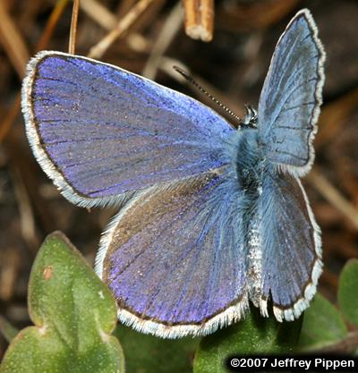Anna's Blue (Plebejus anna)