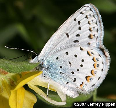 Anna's Blue (Plebejus anna)