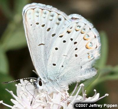 Anna's Blue (Plebejus anna)