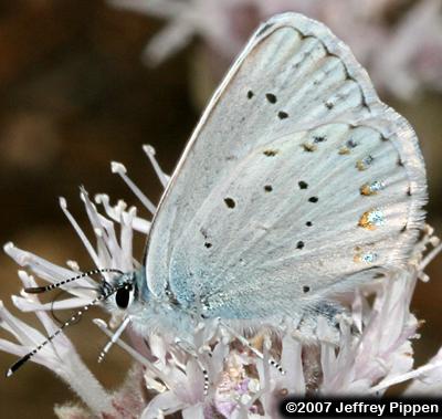 Anna's Blue (Plebejus anna)