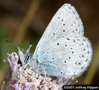 Anna's Blue (Plebejus anna)
