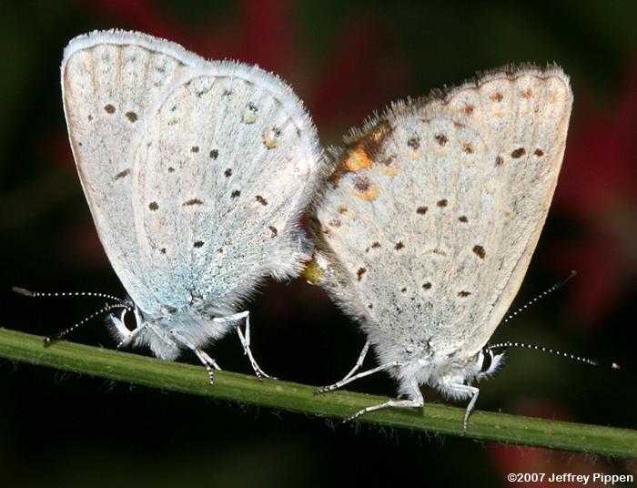 Anna's Blue (Plebejus anna)