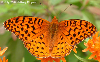 Aphrodite Fritillary (Argynnis aphrodite)