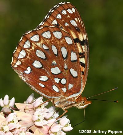 Aphrodite Fritillary (Argynnis aphrodite)