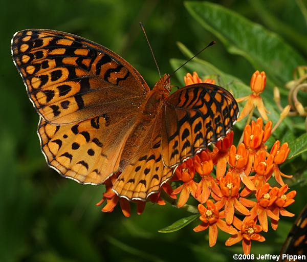 Aphrodite Fritillary (Argynnis aphrodite)