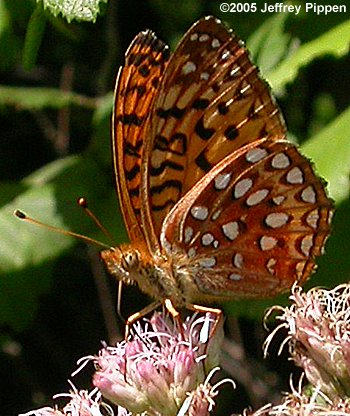 Aphrodite Fritillary (Speyeria aphrodite aphrodite)