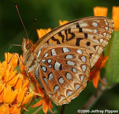 Aphrodite Fritillary (Argynnis aphrodite)