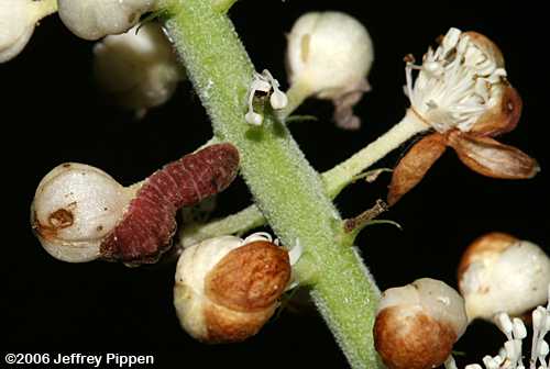 Appalachian Azure (Celastrina neglectamajor)