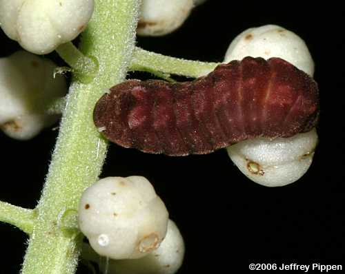 Appalachian Azure (Celastrina neglectamajor)