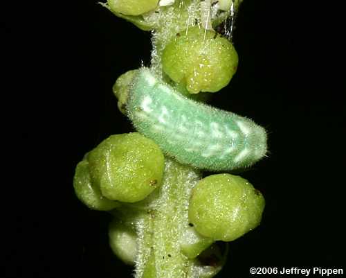 Appalachian Azure (Celastrina neglectamajor)