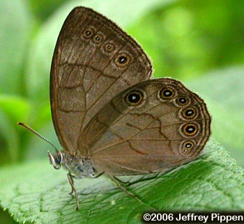 Appalachian Brown (Lethe appalachia)