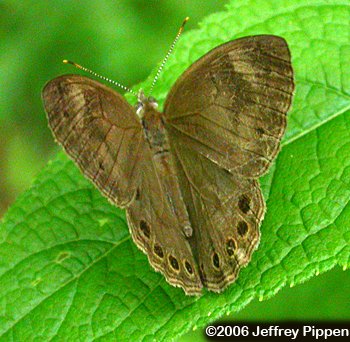 Appalachian Brown (Lethe appalachia)